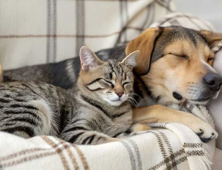 A dog and cat lying on settee together