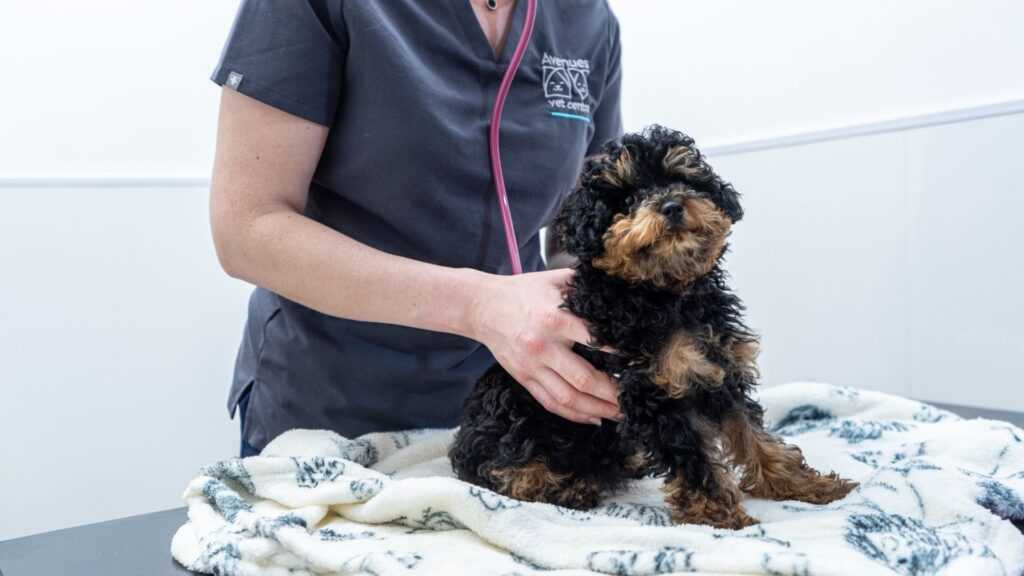 A puppy sits on the examination table at Avenues Vets.