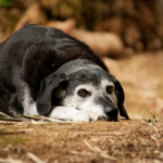 Five things to look out for in older dogs