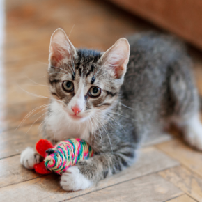 Avenues Veterinary Centre’s top tips for cat toys & Christmas gifts