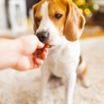 Diet treats for dogs in Glasgow