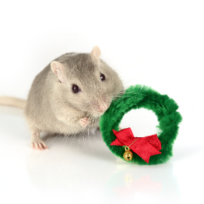 Preparing your home for a small mammal friendly Christmas