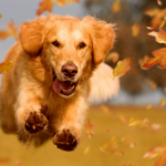 Making new year’s resolutions for dogs in Lanarkshire