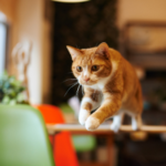 Make positive changes for you and your cat for 2021