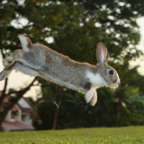 Exercising your rabbit in 7 easy steps - Avenues Veterinary Centre