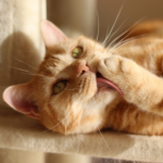 7 top tips on winter coat care for cats