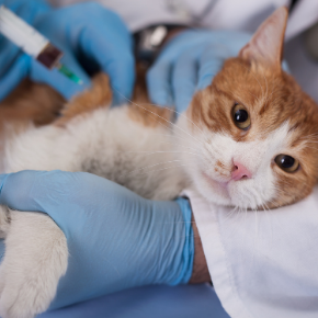Feline vaccinations 101 – what you need to know