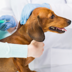 Linsey Wallace advises 5 things you can do to get your dog ready for spring