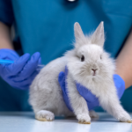 Avenues Veterinary Centre’s advice on preparing your rabbit for spring