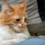 How to treat a cat that’s been stung by a bee