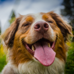 Learn how to remove a tick from your dog safely