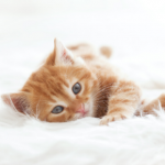 Kitten care advice from the team at Avenues Vets