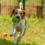 Share your pet stories with Avenues Vets on social media
