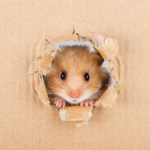 Linsey Wallace explains about responsible small furry pet ownership