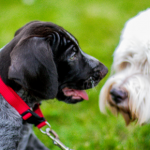 The Avenues Vets’ post-lockdown puppy socialisation checklist