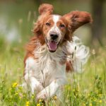 Beware of five common summer dog diseases