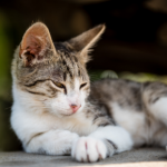 3 important summer disease checks for cats in Lanarkshire