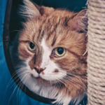 How to find the right cat sitter in Lanarkshire