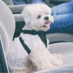 Causes of car travel sickness in dogs and remedies