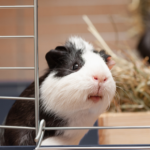 Use The Avenues Vets’ list to beat the Guinea Pig Holiday Blues