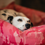 How long dogs are pregnant and tell-tale symptoms