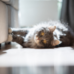 10 truths all cat owners will understand