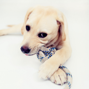 Puppy chewing – your questions answered