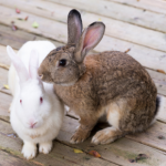 Does your rabbit, guinea pig or hamster need a friend?