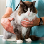 Four things your cat should be checked for this autumn at Avenues Vets