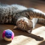 Christmas and cats – what could possibly go wrong?
