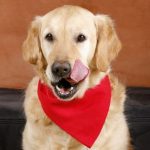 Avenues Veterinary Centre’s list of Christmas foods your dog can and can’t eat