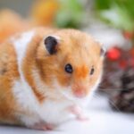 Try Nicola’s favourite boredom busting toys for small pets this Christmas
