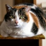 Linsey Wallace explains why cat dieting should be overseen by a Vet