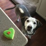 Nicola Armstrong talks overweight dog problems and eco-friendly treats