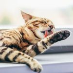 Nicola Armstrong has cat wellness advice for owners in Lanarkshire