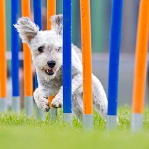 Must-have exercise and nutrition tips for dogs in Lanarkshire