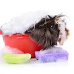 Why guinea pig grooming isn’t just for long-haired breeds