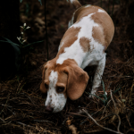 Get Nicola’s advice on dog fleas, worms, and ticks