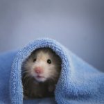 Get advice on hamster parasites from head vet Nicola Armstrong