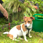 How to pet-proof spring gardens in Lanarkshire
