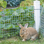 Spring garden safety: Glasgow Vets’ advice for rabbit owners