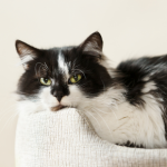 How to treat common cat emergencies