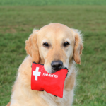 Why all dog owners in Lanarkshire need a pet first aid kit