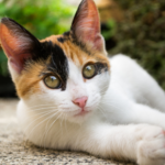 Why all Lanarkshire cats need a microchip in 2022