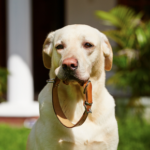 Nicola explains UK laws on dog microchipping & ID tags