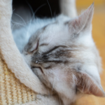How to choose the best cat sitter or cattery in Glasgow
