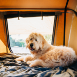 How to prepare for a dog-friendly summer holiday
