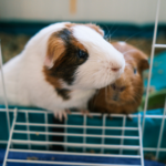 Nicola offers advice on transporting guinea pigs