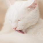Why do cats overgroom? Vet Nicola Armstrong explains