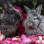 Avenues Vets explain why rabbits need a companion
